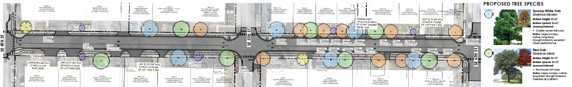 Douglas Concept Tree Plan